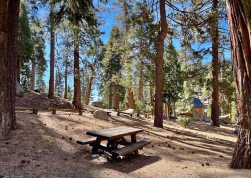 A wooden picnic table surrounded by tall trees in a serene forest setting with sunlight filtering through the branches.