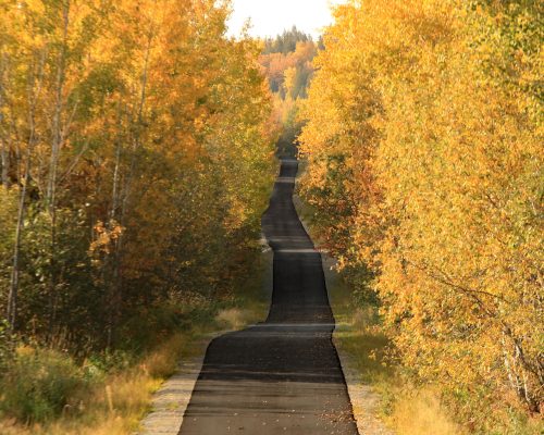 A winding road surrounded by vibrant autumn trees in shades of orange and yellow.