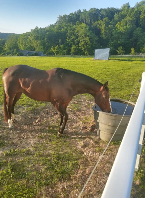 A brown horse drinking from a water trough in a grassy field with trees in the background.