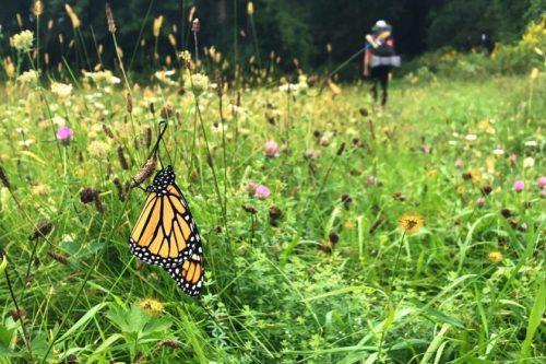 A vibrant monarch butterfly rests on green grass, with a person walking in a flower-filled meadow in the background.
