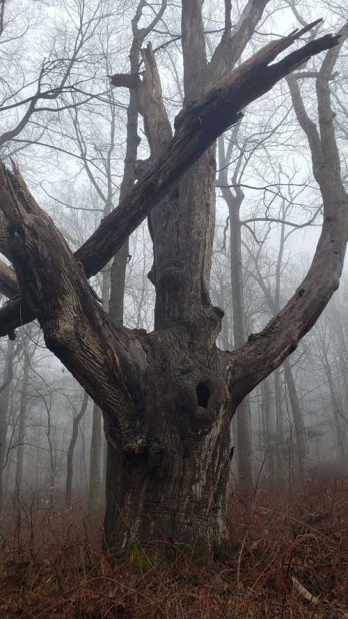 A large, weathered tree with broken branches stands in a foggy forest, surrounded by bare trees and underbrush.