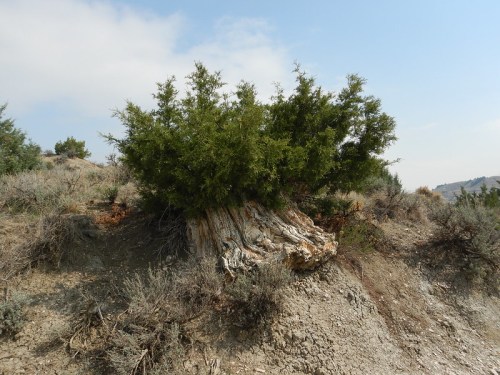 A gnarled tree with a thick trunk and lush green foliage grows on a rocky hillside under a cloudy sky.