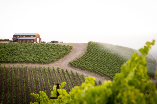 A scenic vineyard on a hillside with a rustic house in the background, surrounded by lush green grapevines.