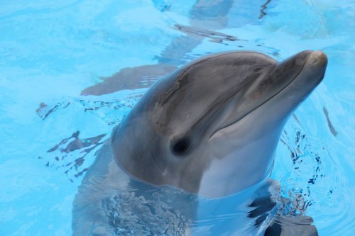 A close-up of a dolphin's head partially submerged in clear blue water.