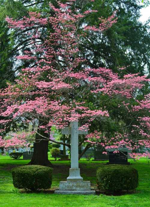 A gravestone stands beneath a blooming pink tree in a serene cemetery setting. Lush green grass surrounds the area.