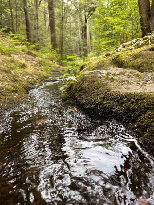 A serene forest stream flows over mossy rocks, surrounded by lush greenery and tall trees.