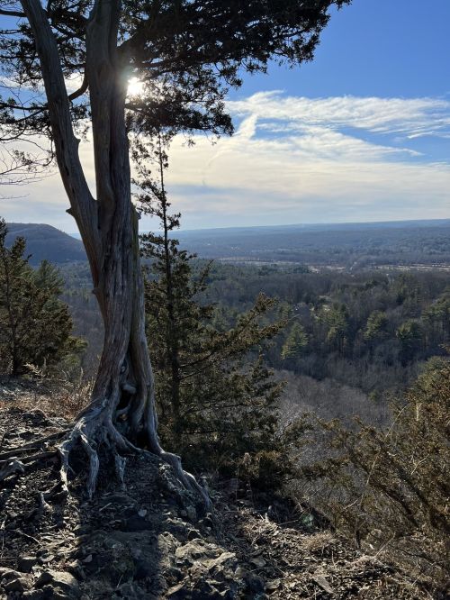 A tree stands on a rocky ledge, overlooking a vast valley with distant mountains under a clear blue sky.