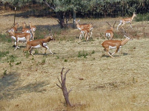 A group of antelopes running across a grassy field with trees in the background.