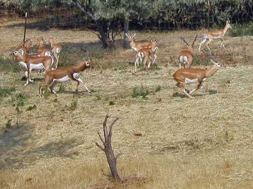 A group of antelopes running across a grassy field with trees in the background.