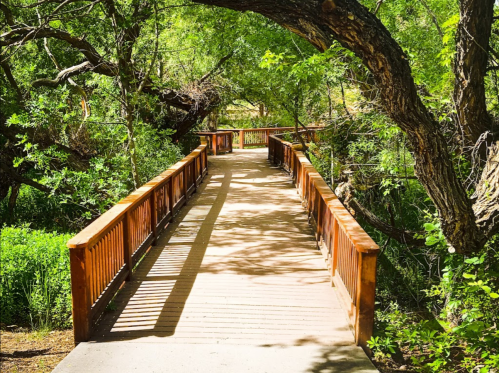 A wooden walkway surrounded by lush greenery and trees, leading into a serene natural area.