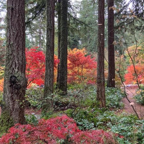 A serene forest scene with tall trees and vibrant red and orange foliage among lush greenery.