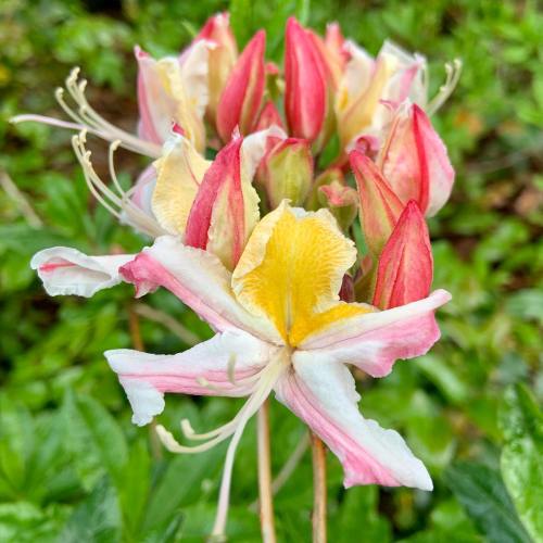 A cluster of pink and yellow flowers with delicate petals, surrounded by green foliage.