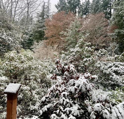 A snowy landscape with trees and shrubs, showcasing a mix of green and autumn-colored foliage.