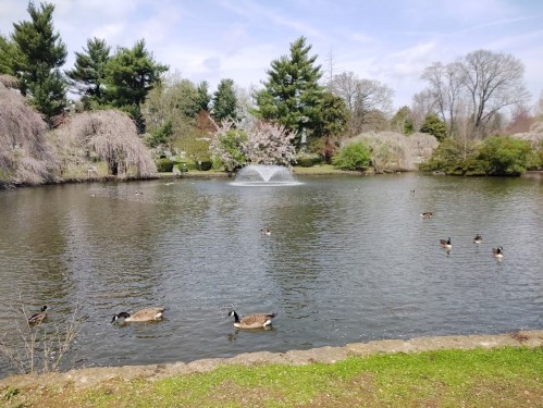 A serene pond with ducks swimming, surrounded by trees and blooming flowers, featuring a fountain in the background.