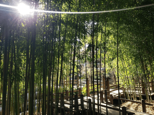 Sunlight filters through tall bamboo, illuminating a wooden pathway winding through a serene garden.