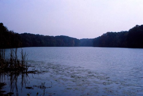 A tranquil lake surrounded by trees, with calm water reflecting a hazy sky. Reeds line the shore.