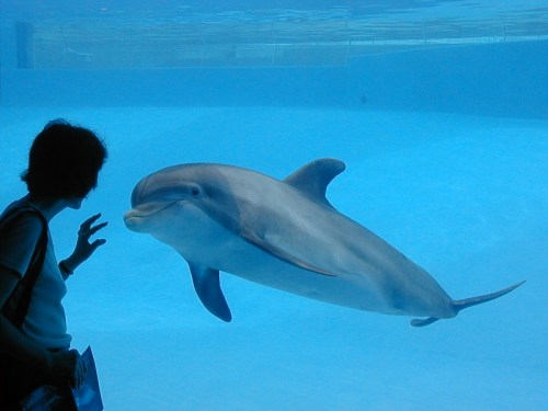 A person interacts with a dolphin swimming in a clear blue aquarium.