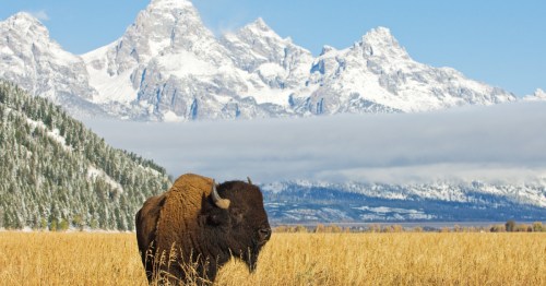 A bison in front of Grand Teton Mountain range with grass in foreground.