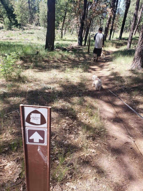 A person walks two dogs on a forest trail, with a trail marker visible in the foreground.
