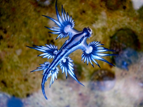 A vibrant blue sea slug with long, feathery appendages gliding over a sandy ocean floor.