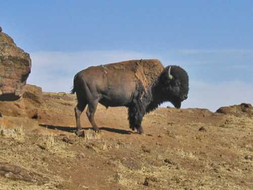 A bison stands on a rocky, dry landscape under a clear blue sky.