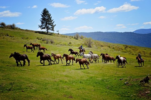 A group of horses gallops across a green field under a blue sky, with a rider on one horse in the background.