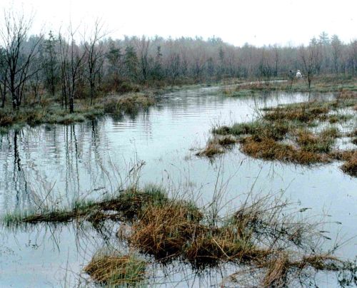 A serene wetland scene with still water, patches of grass, and bare trees in a misty atmosphere.