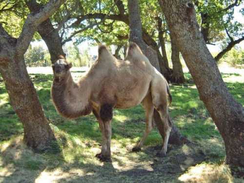 A camel stands among trees in a grassy area, with sunlight filtering through the leaves.