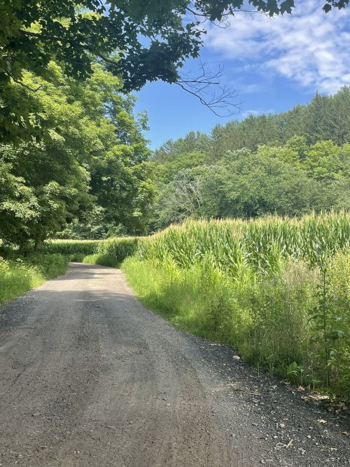 A gravel road winds through lush greenery and tall cornfields under a blue sky with scattered clouds.