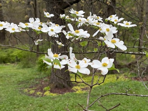 A close-up of white dogwood flowers blooming on a branch, set against a green, leafy background.