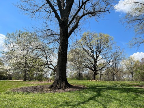 A sunny park scene featuring a large tree, blooming flowers, and a clear blue sky with scattered clouds.
