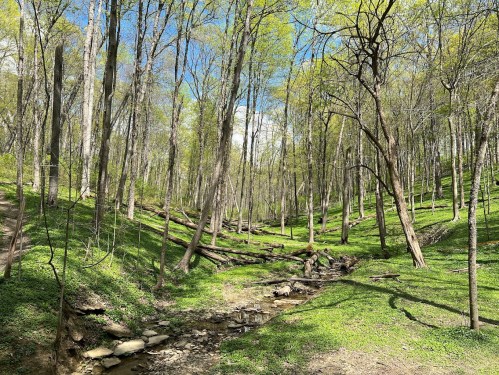 A serene forest scene with tall trees, green grass, and a small stream winding through the landscape under a clear blue sky.