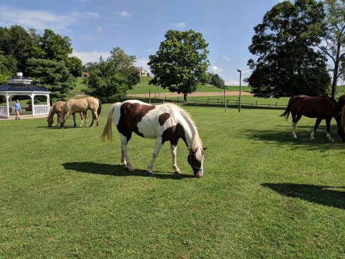 A brown and white horse grazes on green grass, with other horses and a gazebo in the background under a blue sky.