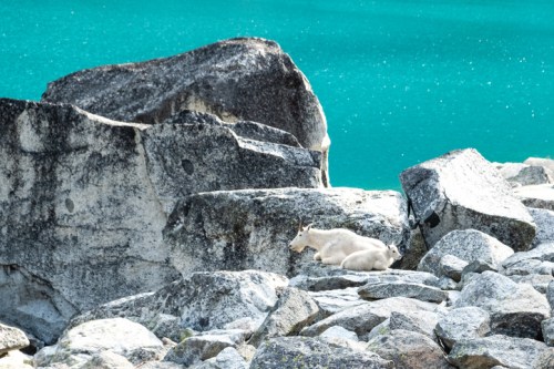 A mountain goat rests on rocky terrain near a vibrant turquoise lake.