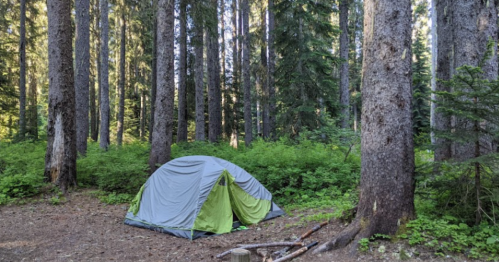 A gray and green tent set up in a lush forest surrounded by tall trees and greenery.
