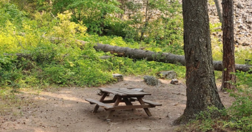 A rustic picnic table surrounded by lush greenery and a fallen tree in a serene outdoor setting.