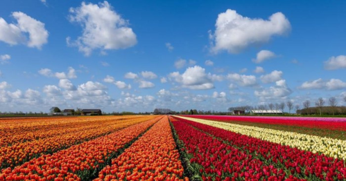 Vibrant tulip fields in various colors under a blue sky with fluffy clouds.