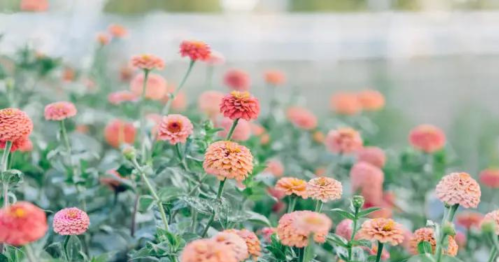 A vibrant garden filled with blooming pink and orange flowers, softly blurred in the background.