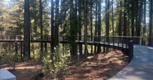 A winding walkway through a lush forest of tall trees, surrounded by greenery and dappled sunlight.