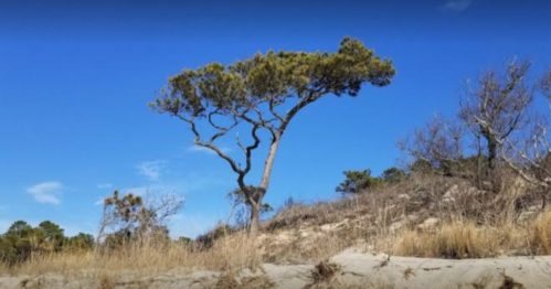 A lone tree with a curved trunk stands on a sandy hill under a clear blue sky, surrounded by sparse vegetation.