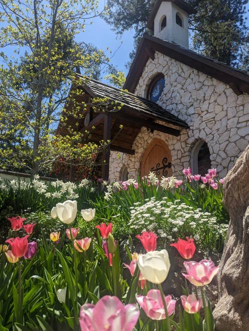 A charming stone cottage surrounded by colorful tulips and white flowers under a clear blue sky.