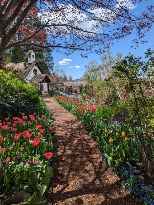 A scenic garden path lined with colorful tulips, leading to a charming cottage under a blue sky with fluffy clouds.