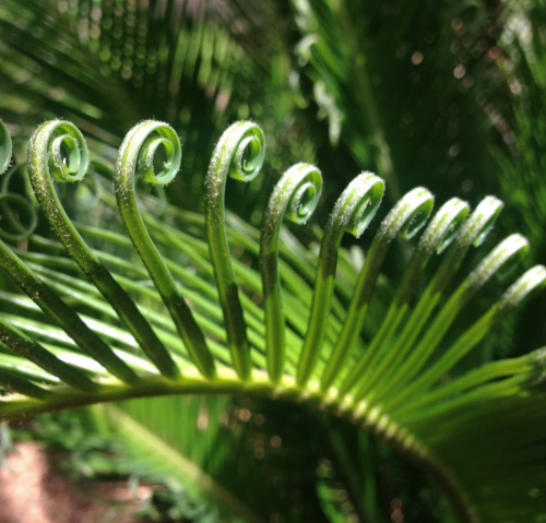 Close-up of a green fern frond with spiraled leaf tips against a blurred green background.