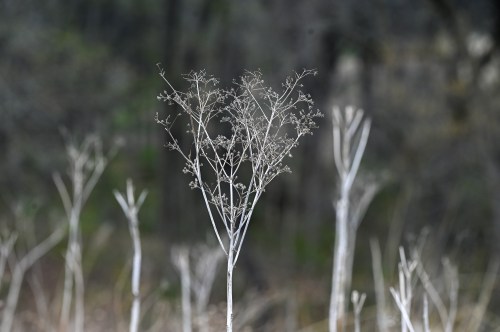A close-up of a delicate, dry plant with thin branches and small flowers against a blurred, natural background.