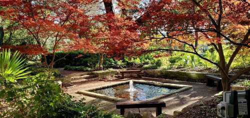 A serene garden scene featuring a small fountain surrounded by vibrant red trees and lush greenery.