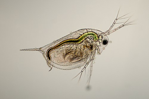 A close-up of a microscopic water flea, showcasing its transparent body and distinct green stripe.
