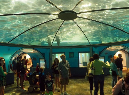 Visitors observe marine life through a large, dome-shaped aquarium with a glass ceiling, creating an immersive experience.