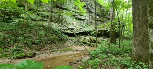 Lush green forest with rocky cliffs and a small stream running through a serene, natural landscape.