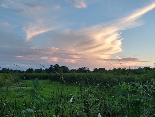 A serene landscape featuring lush green grass and tall plants under a colorful sky with soft, swirling clouds.