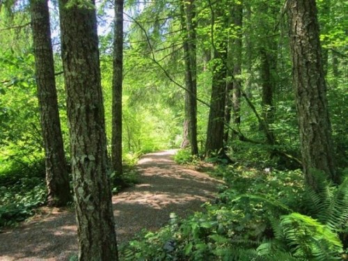 A serene forest path surrounded by tall trees and lush greenery, inviting exploration and tranquility.